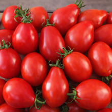 Tomate rouge à sauce ‘Napoli a Fiaschetto’ (<em>Solanum lycopersicum</em>)