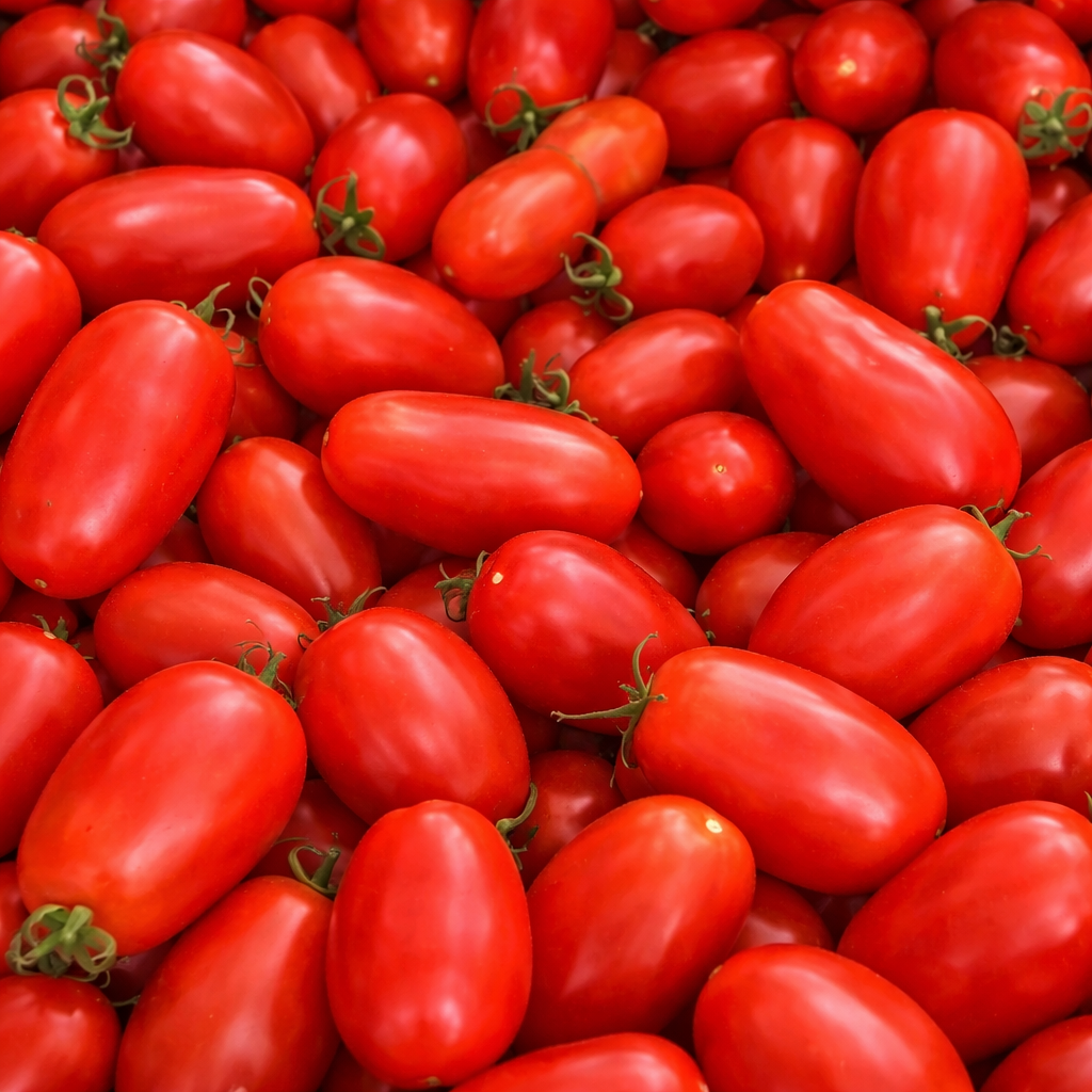 Tomate rouge à sauce ‘San Marzano’ (<em>Solanum lycopersicum</em>)