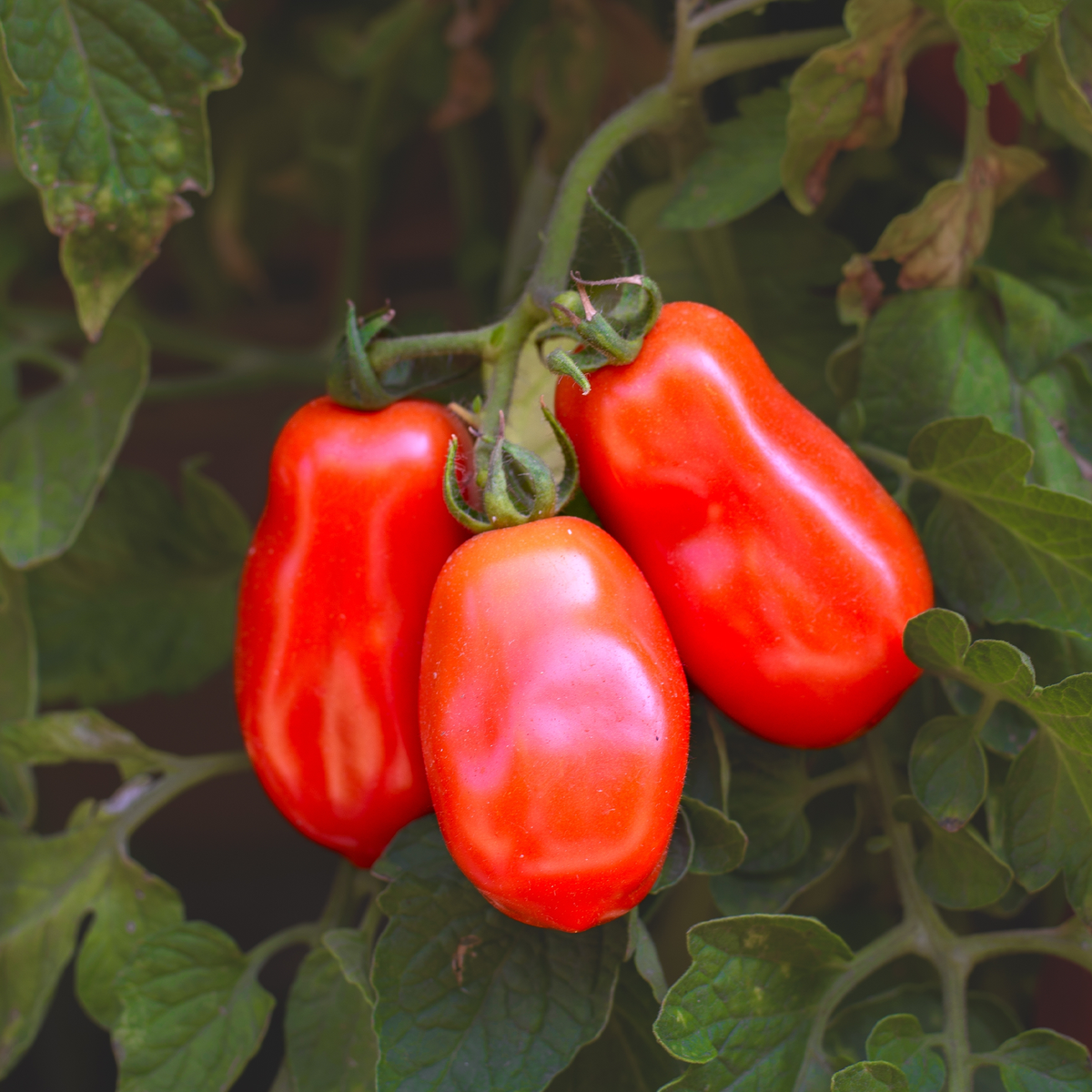 Tomate italienne San Marzano