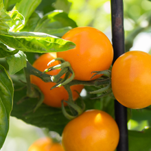 Tomate cerise Sun Gold