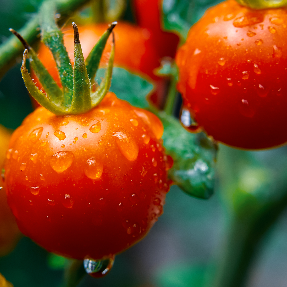 Tomate cerise Sweet 100
