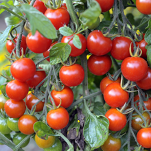 Sweet Million Cherry Tomato