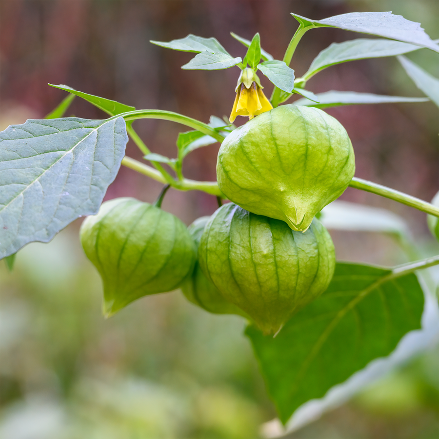 Tomatillo