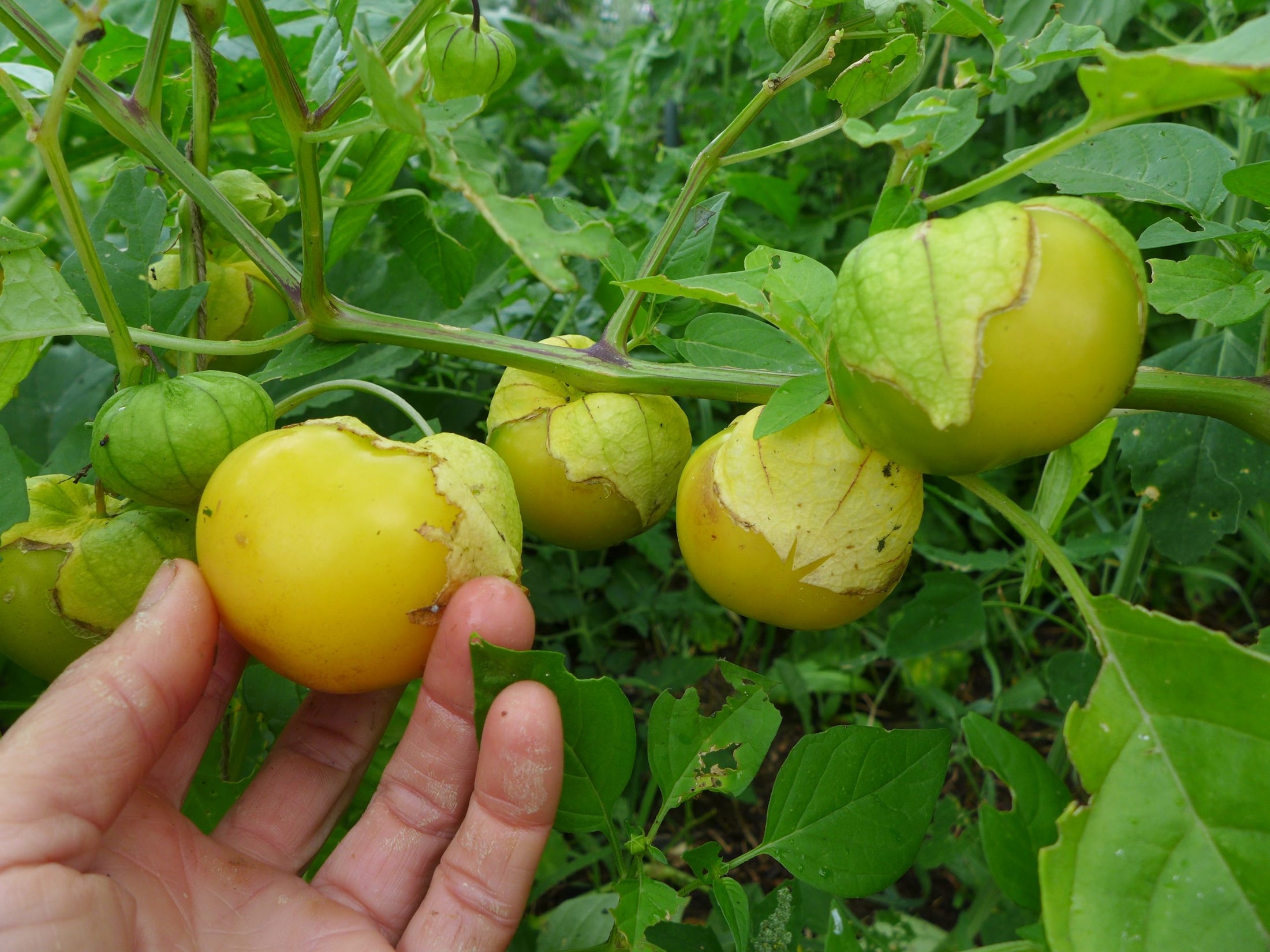 Tomatillo 'Amarylla'