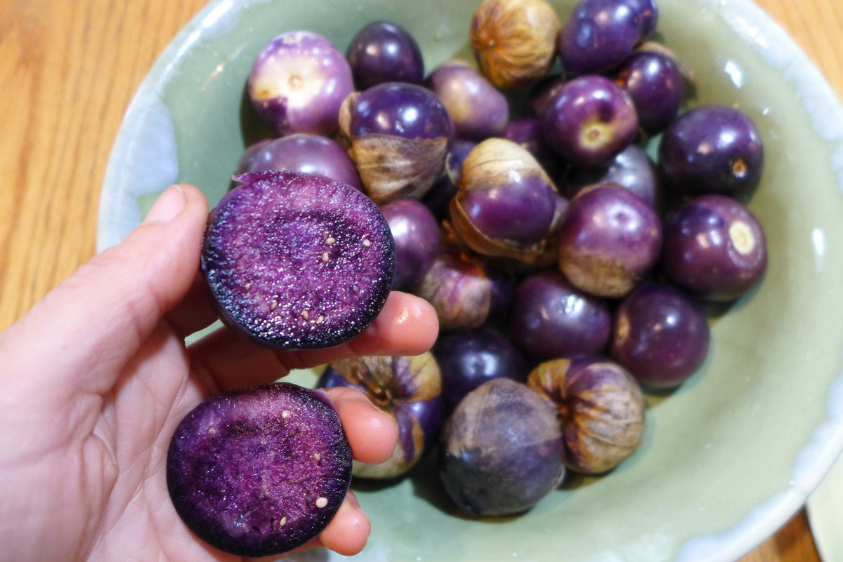 Tomatillo 'Deep Purple'