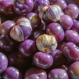Visuel principal associé à Tomatillo 'Purplekeepers', semences offertes par Cutleaf Seed. Cette image accompagne la fiche pour relier clairement le produit à son emballage ou à la culture présentée. Elle complète les renseignements de semis, de culture et de récolte, sans remplacer les indications propres au lot ni les conseils détaillés figurant sur le sachet.
