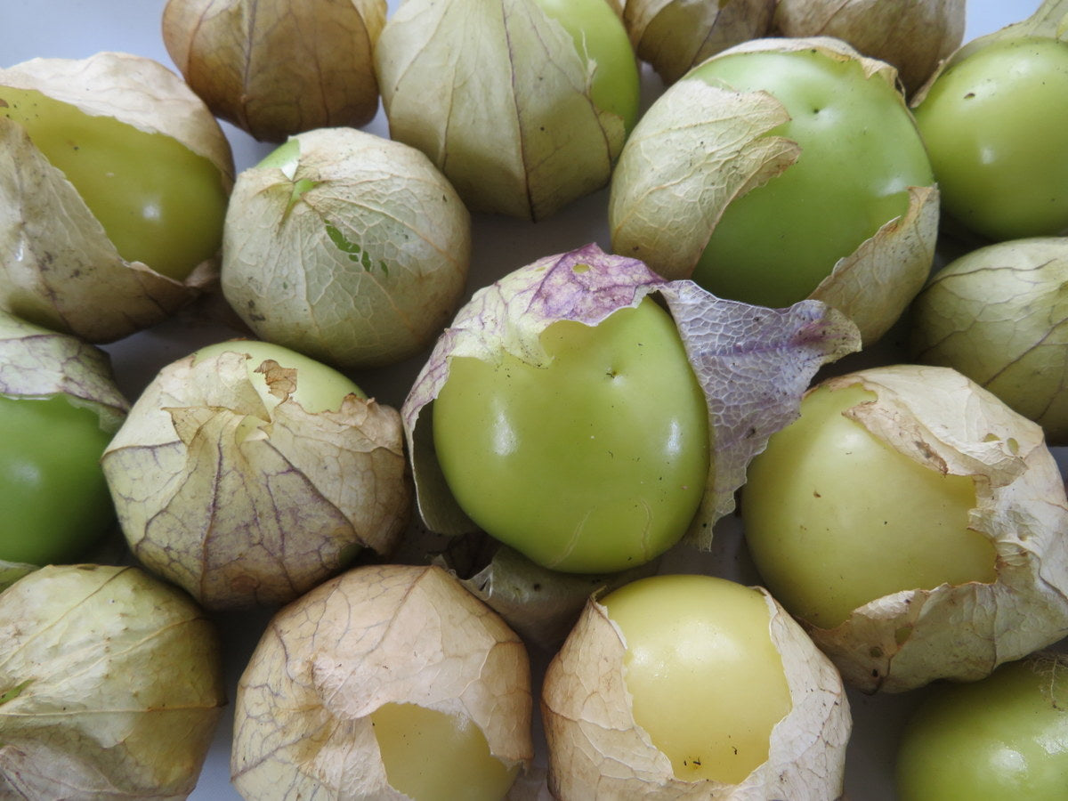 Tomatillo 'Verdelino' (<em>Physalis ixocarpa</em>)