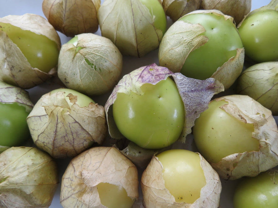 Tomatillo 'Verdelino'
