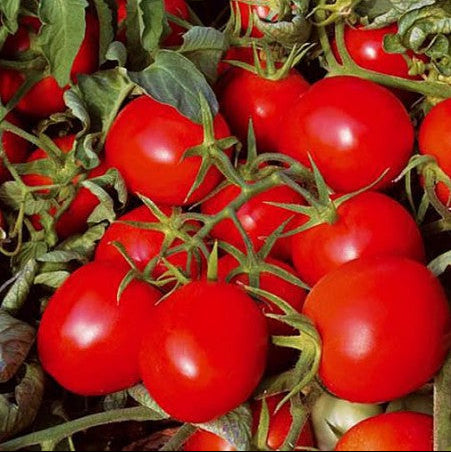 Determinate red cherry tomato