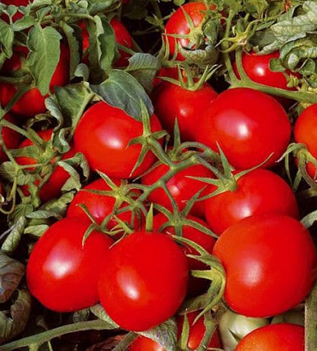 Semences Tomate cerise rouge déterminée (Solanum lycopersicum)