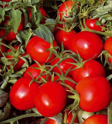 Semences Tomate cerise rouge déterminée (Solanum lycopersicum)
