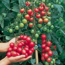 Indeterminate red cherry tomato
