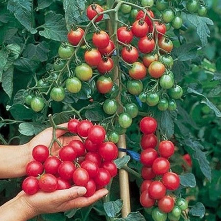 Indeterminate red cherry tomato