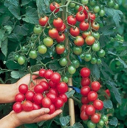 Indeterminate red cherry tomato