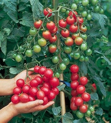 Semences Tomate cerise rouge indéterminée (Solanum lycopersicum)
