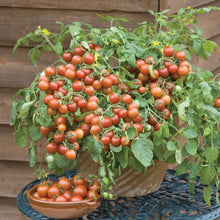 Tomate cerise 'Grappoli' d'hiver