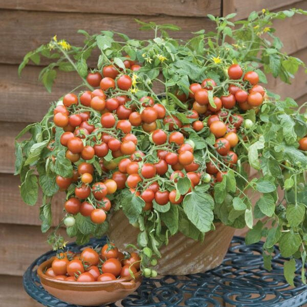 Tomate cerise 'Grappoli' d'hiver