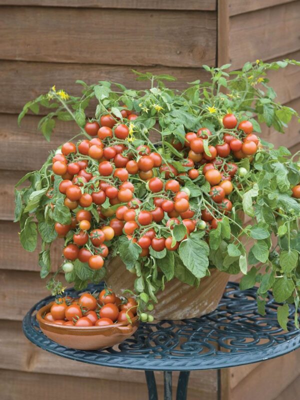 Illustration associée à Tomate cerise Grappoli d’Inverno, dans la gamme Weston. Grappoli d’Inverno porte de petites tomates rouges réunies en grappes; son nom italien évoque leur utilisation traditionnelle après la saison de culture. Le visuel permet de repérer la référence et l’aspect présenté pour cette sélection. Les dimensions et les couleurs observées au jardin dépendent du stade de croissance et des conditions de culture.