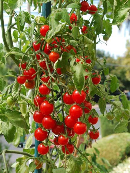 Illustration associée à Tomate Datterino, dans la gamme Weston. Datterino forme de petites tomates allongées rappelant une datte; leur saveur douce convient aux petites bouchées et aux cuissons rapides. Le visuel permet de repérer la référence et l’aspect présenté pour cette sélection. Les dimensions et les couleurs observées au jardin dépendent du stade de croissance et des conditions de culture.
