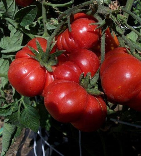Semences Tomate côtelée 'Costoluto Genovese Fiorentino' (Solanum