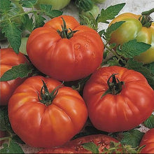 ‘Marmande’ tomato (<em>Solanum lycopersicum</em>)