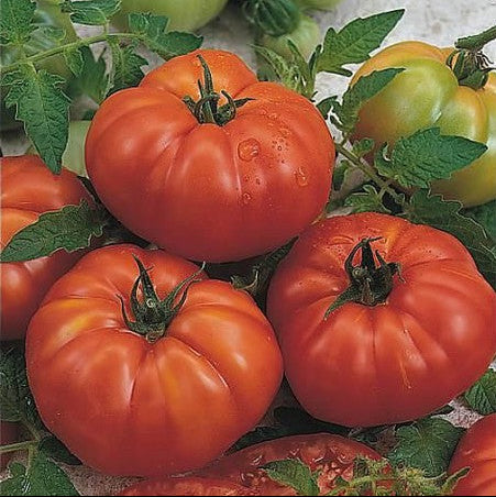 ‘Marmande’ tomato (<em>Solanum lycopersicum</em>)