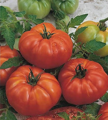 Illustration associée à Tomate Marmande, dans la gamme Weston. Marmande donne des tomates rouges légèrement côtelées, charnues et assez grosses pour être tranchées; ses tiges nécessitent un bon soutien. Le visuel permet de repérer la référence et l’aspect présenté pour cette sélection. Les dimensions et les couleurs observées au jardin dépendent du stade de croissance et des conditions de culture.