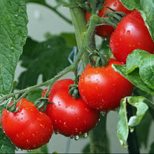 ‘MonteCarlo’ tomato (<em>Solanum lycopersicum</em>)