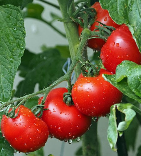 Illustration associée à Tomate hybride Montecarlo, dans la gamme Weston. Montecarlo est une tomate hybride aux fruits rouges presque ronds; cette sélection à croissance indéterminée demande un tuteurage suivi. Le visuel permet de repérer la référence et l’aspect présenté pour cette sélection. Les dimensions et les couleurs observées au jardin dépendent du stade de croissance et des conditions de culture.