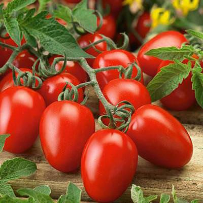 'Napoli' Tomato (French Version)
