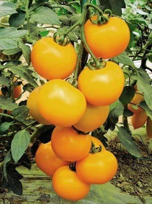 Semences Tomate jaune 'Yellow Ponderosa' (Solanum lycopersicum)