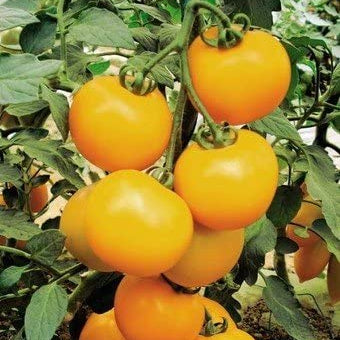 Tomate jaune 'Ponderosa'