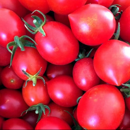 Tomate 'Principe Borghese'