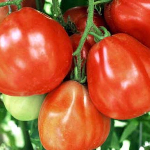 Tomate poire rouge