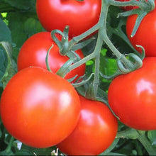 ‘Regina’ tomato (<em>Solanum lycopersicum</em>)