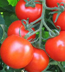 Illustration associée à Tomate Regina, dans la gamme Weston. Regina porte des tomates rouges rondes de taille moyenne sur des plants indéterminés, à soutenir pendant la formation des grappes. Le visuel permet de repérer la référence et l’aspect présenté pour cette sélection. Les dimensions et les couleurs observées au jardin dépendent du stade de croissance et des conditions de culture.