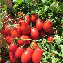 Semences Tomate déterminée 'Roma V.F.' (Solanum lycopersicum)