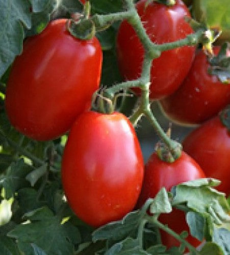 Semences Tomate déterminée 'San Marzano' (Solanum lycopersicum)