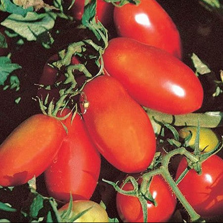 'San Marzano' tomato (unidentified variety)