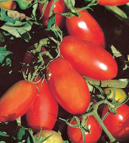Semences Tomate indéterminée 'San Marzano' (Solanum lycopersicum)