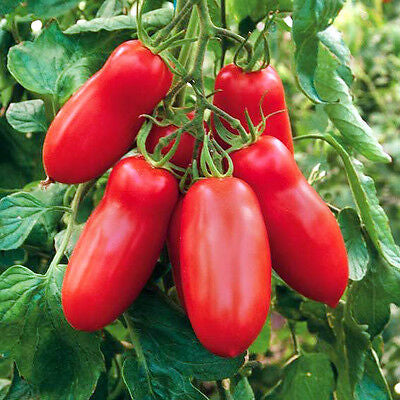 Semences Tomate 'Scatolone' (Solanum lycopersicum)