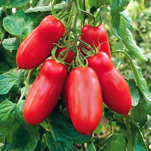 Semences Tomate 'Scatolone' (Solanum lycopersicum)