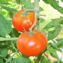 Tomate 'Tondo Liscio'