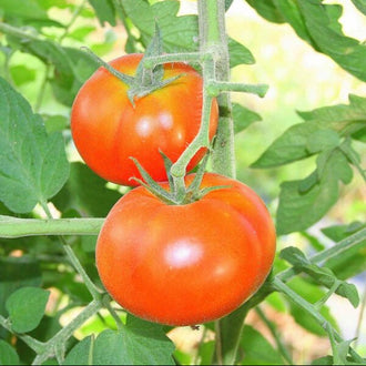 Image de Tomate ‘Tondo Liscio’ ( Solanum lycopersicum ). Tomate ‘Tondo Liscio’ est une variété destinée au potager et convient aux jardiniers qui souhaitent suivre une culture clairement identifiée du semis à la récolte. Son nom botanique est Solanum lycopersicum. Le sachet permet de planifier les semis selon la saison, l’espace disponible et les conditions propres au jardin.