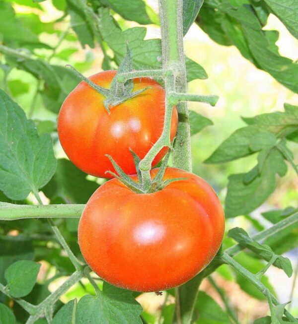 Illustration associée à Tomate Tondo Liscio, dans la gamme Weston. Tondo Liscio produit des tomates rouges rondes destinées notamment à être tranchées, sur un plant au feuillage dense. Le visuel permet de repérer la référence et l’aspect présenté pour cette sélection. Les dimensions et les couleurs observées au jardin dépendent du stade de croissance et des conditions de culture.