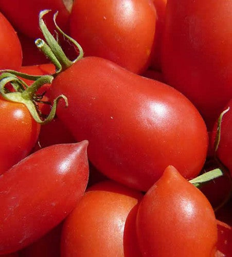 Semences Tomate déterminée 'Ventura Chico III' (Solanum
