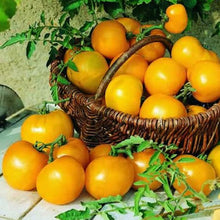 Tomate jaune 'Tondino' indéterminée