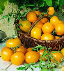 Semences Tomate cerise jaune 'Yellow Tondino' (Solanum lycopersicum)