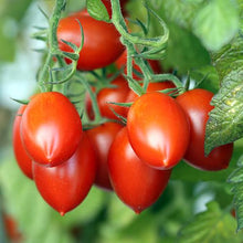 Tomate 'Fiaschetto'