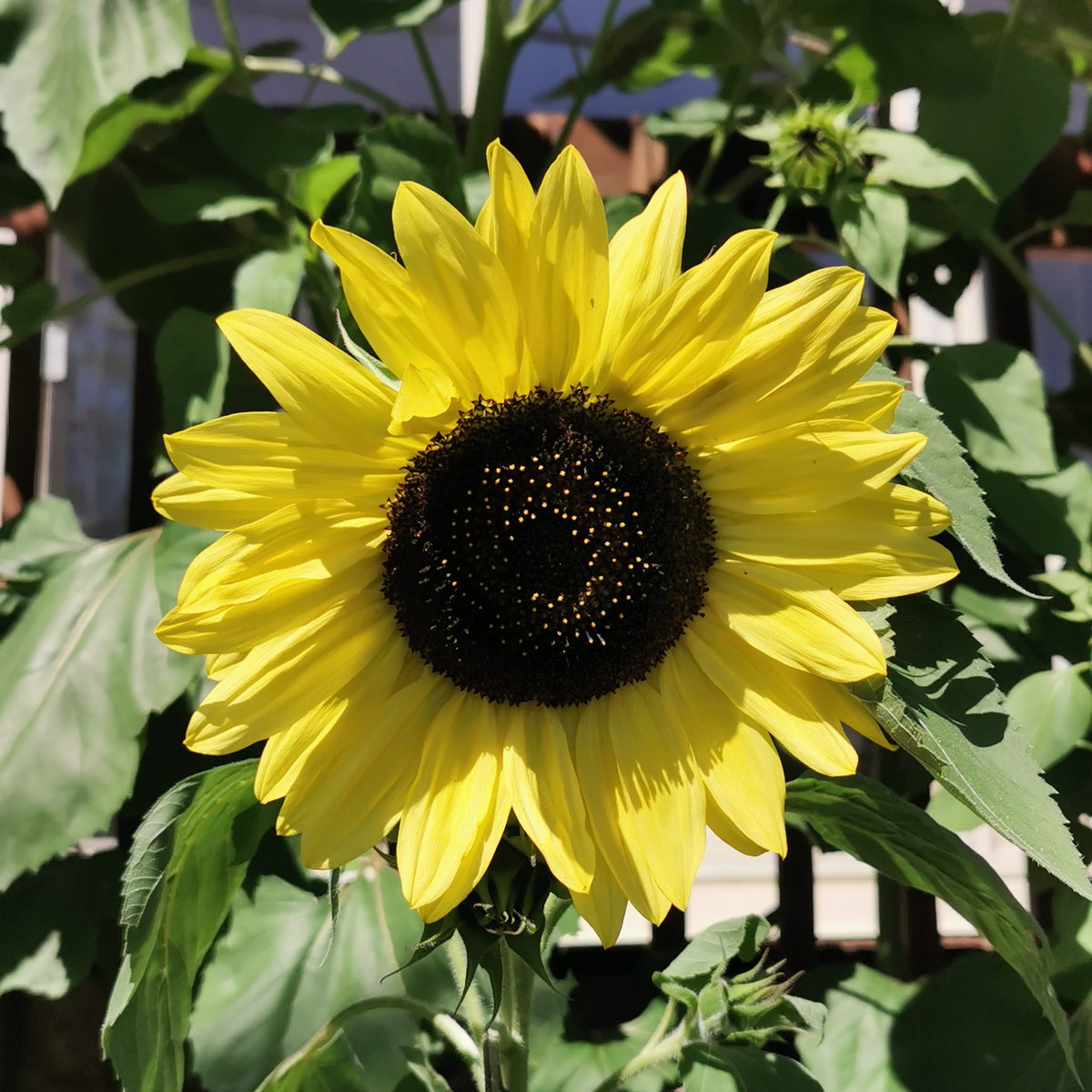 Photo de Tournesol ‘Lemon Queen’. Le tournesol 'Lemon Queen' illumine le jardin avec ses fleurs élégantes aux pétales jaune citron clair et son centre brun chocolaté. La couleur caractéristique est : jaune lime. Le visuel permet d’observer les contours, les teintes et la disposition des éléments présentés. Les détails de forme et les contrastes donnent un aperçu de l’apparence de cette plante ou de sa récolte.